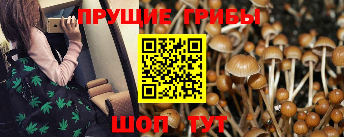 как найти   Вход с VPN  Галлюциногенные грибы Psilocybine cubensis  Железногорск  Галлюциногенные грибы ЛСД 